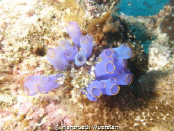 Blue Sea Squirt - Clavelina caerulea by Hansruedi Wuersten 